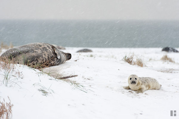 Robbenkuh und -Baby im Schnee