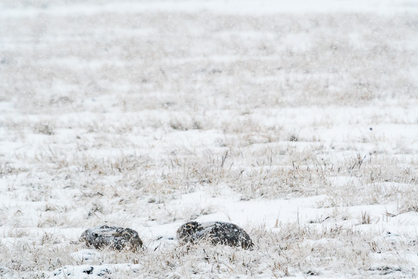 Bei Temperaturen um 0°C war der nasskalte Schnee wirklich ungemütlich für die Hasen.