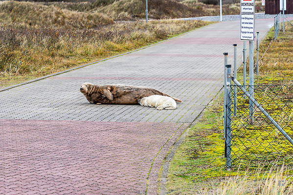 Diese Robbe säugt auf dem Hauptfahrweg der Düne direkt am Flughafen. Provozierender kann man nicht liegen...