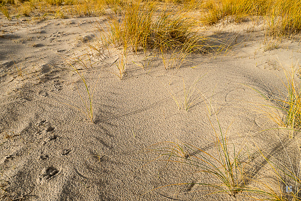 Dünengras im Sand